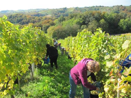 Člani TND Razkrižje obdelujejo vinograd v Šprincu 11